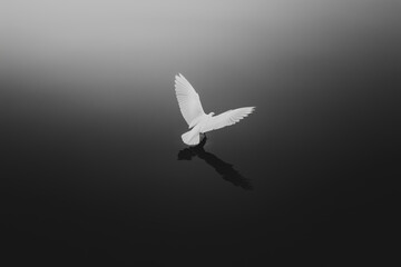 A white bird is flying in the sky