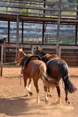 Wall Mural - cavalos 