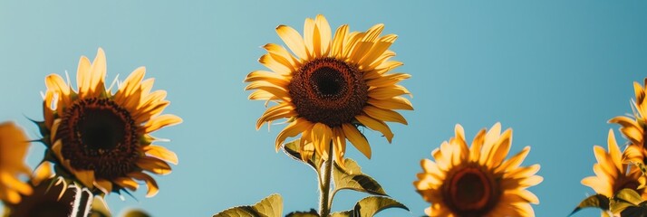 Canvas Print - Vibrant-petaled sunflowers with lush stems against a clear sky.