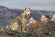 © imageBROKER - Greenland dog, husky sitting on rocks in front of houses, Tasiilaq, East Greenland, Greenland, North America