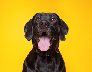 Wall Mural - cute dog on an isolated background in a studio shot 