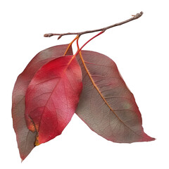 Canvas Print - Vibrant autumn leaves on branch