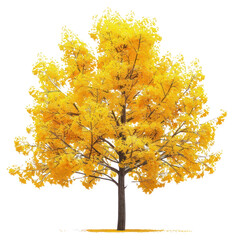Wall Mural - png vibrant autumn tree illustration
