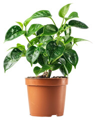 Wall Mural - Vibrant potted green houseplant