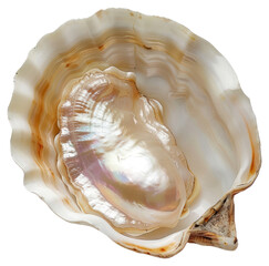 Canvas Print - PNG Elegant seashell with iridescent pearl