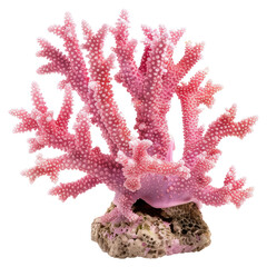 Sticker - PNG Vibrant pink coral reef