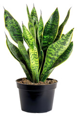 Poster - PNG  Vibrant snake plant in pot