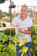 © JackF - Positive mature man tying cucumber sprouts to wooden stakes in her garden
