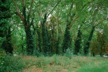 Trees in forest