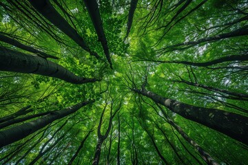 Canvas Print - Lush Forest Canopy Haven