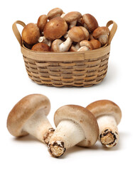 Wall Mural - Shiitake mushroom on the White background 