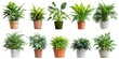 © inspiretta - A row of potted plants with different sizes and shapes. The plants are arranged in a row, with the tallest one in the middle and the shortest one on the far left. The plants are all green