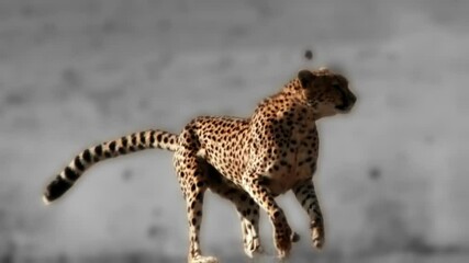 epic footage of cheetah chasing down prey