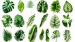 © Sinechana - 3. Detailed arrangement of diverse tropical leaves from Asia, highlighting their unique patterns and shades of green, isolated on a clean white background with clipping path included