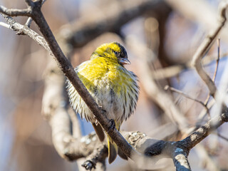 Wall Mural - Eurasian siskin male, latin name spinus spinus, sitting on branch of tree. Cute little yellow songbird.