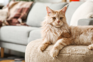 Sticker - Cute Maine Coon cat lying on soft ottoman at home