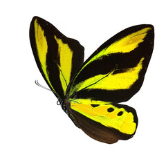 Wall Mural - Beautiful butterfly isolated on a white background.