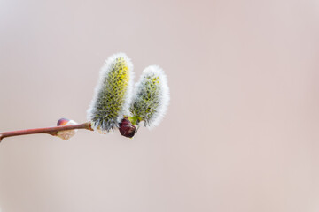 Nature awakes in spring. Blooming willow twigs and furry willow-catkins, so called seals or cats. Holly willow, Salix caprea