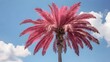 © Hassan - red palm tree against blue sky