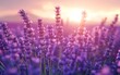 © Vangly - Close-up of lavender flowers blooming in a field at sunset.
