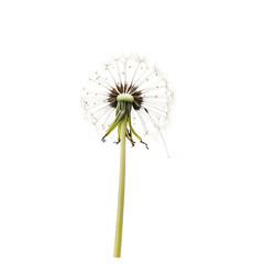 Wall Mural - Single dandelion with intricate seed structure on a transparent backdrop.