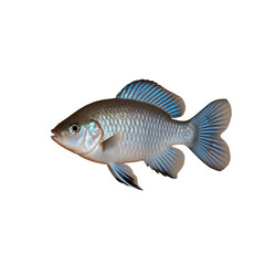 TRANSPARENT PNG ULTRA HD 8K A solitary Gourami fish with vibrant colors and elongated fins, gracefully swimming against a transparent background, showcasing its serene and elegant form