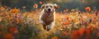 © Orly - A joyful dog runs through a vibrant field of flowers, radiating energy and happiness in a beautiful outdoor scene.
