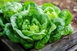 © ElenaX - Fresh organic lettuce growing in garden bed