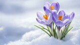 Purple Crocus Flowers Blooming Through Snow - A Sign of Early Spring