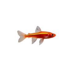 TRANSPARENT PNG ULTRA HD 8K A solitary Neon Tetra fish with vibrant iridescent colors and a sleek body, swimming elegantly against a transparent background, highlighting its delicate and glowing form