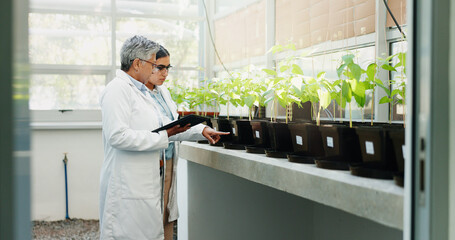 Wall Mural - Science, agriculture or women with tablet, plants or collaboration with connection, agro or pharmaceuticals. People, employees or researchers with tech, study or app for gmo results or sustainability