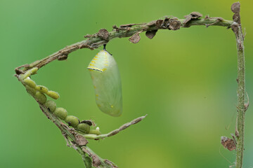 Wall Mural - A butterfly cocoon is hanging on a leaf of a wild plant that is ready to hatch into a beautiful butterfly. 