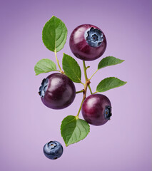 Wall Mural - A cluster of fresh blueberries hangs from a branch, showcasing their rich color and healthy leaves against a light purple backdrop