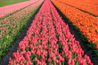 © Danita Delimont - Netherlands, North Holland, Schagerbrug, Grote Sloot. Fields of tulips.