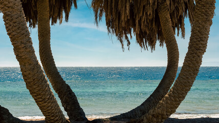 Wall Mural - palm trees on the red sea coast in egypt