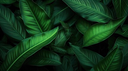 Wall Mural - Tropical leaf texture nature background for eco abstract concept