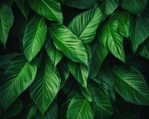 Wall Mural - Tropical leaf texture nature background for eco abstract concept