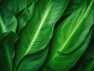 Wall Mural - Tropical leaf texture nature background for eco abstract concept