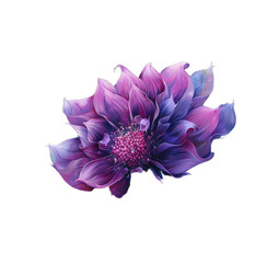 purple aster isolated on white background