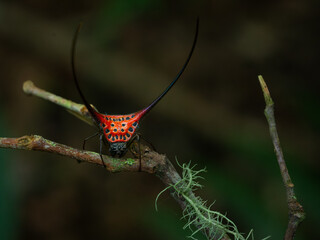 Wall Mural - Long horned orb weaver spider (macracantha arcuata) perching on mossy twig, natural bokeh background
