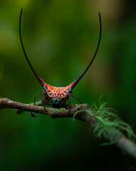 Wall Mural - Long horned orb weaver spider (macracantha arcuata) perching on mossy twig, natural bokeh background