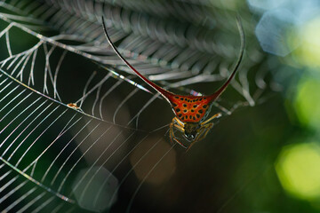 Wall Mural - Long horned orb weaver spider (macracantha arcuata) on its web or nest, natural bokeh background