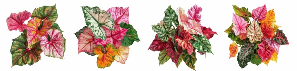 Colorful of alocasia, elephant ear, PNG Transparent or white background set