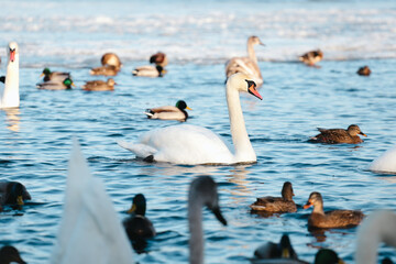 Wild swans spend the winter on the river in a big city.