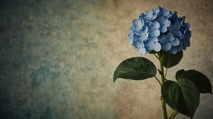 Wall Mural - Blue Hydrangea on vintage paper background.