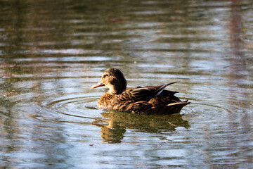 duck on the water