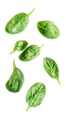 Wall Mural - Falling Spinach isolated on white background, full depth of field