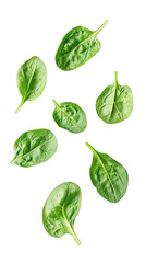 Wall Mural - Falling Spinach isolated on white background, full depth of field