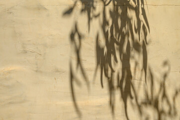 Abstract ultimate gray shadows from tropical plant leaves on background.