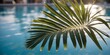 © DEER FLUFFY - Palm leaf near the clear blue water of the pool.